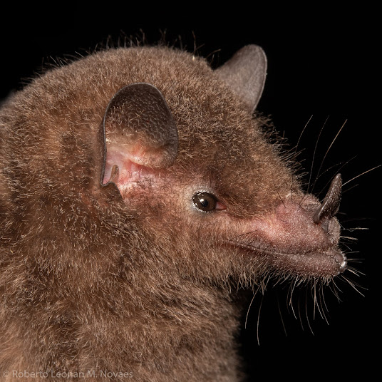 Morcegos neotrpicais: morcego polinovoro Anoura caudifer. Imagem disponível em: https://morcegosdobrasil.blogspot.com/