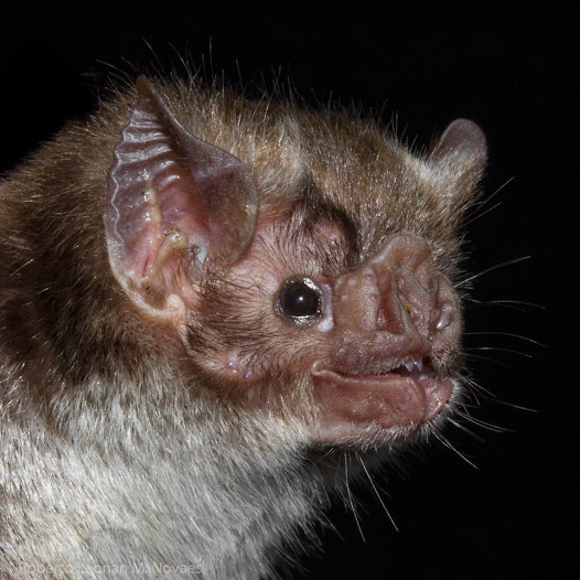 Morcego vampiro Desmodus rotundos, vetor da raiva paralítica