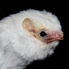 Morcegos branco, Diclidurus scutatus